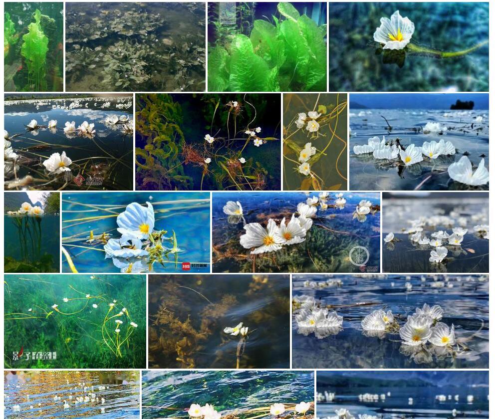 波叶海菜花照片和图片/
