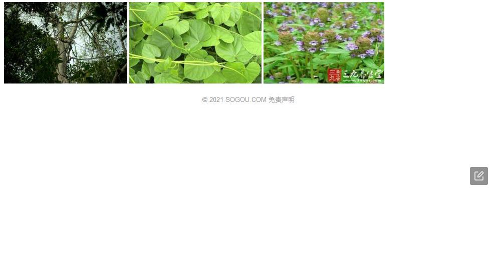 波叶青牛胆照片和图片/