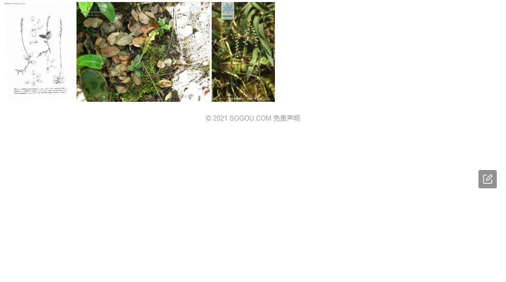 波密斑叶兰照片和图片/