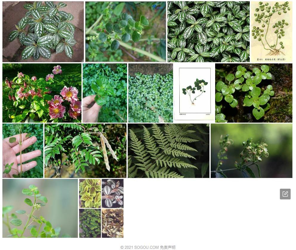 波缘冷水花照片和图片/