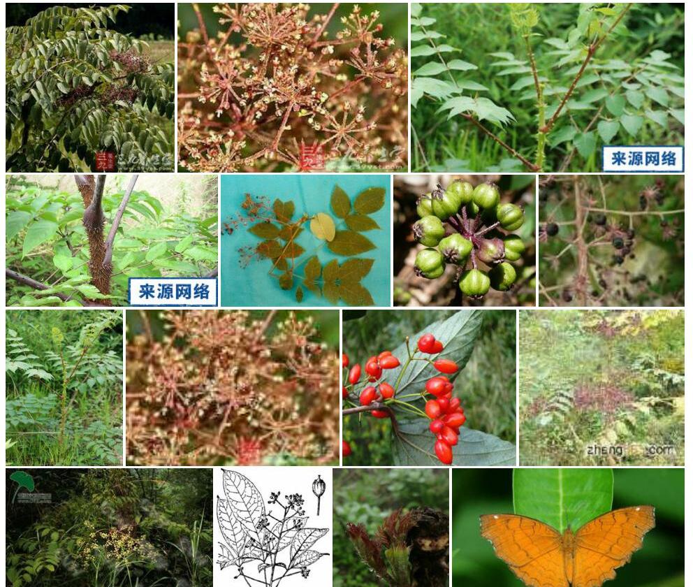 波缘楤木照片和图片/
