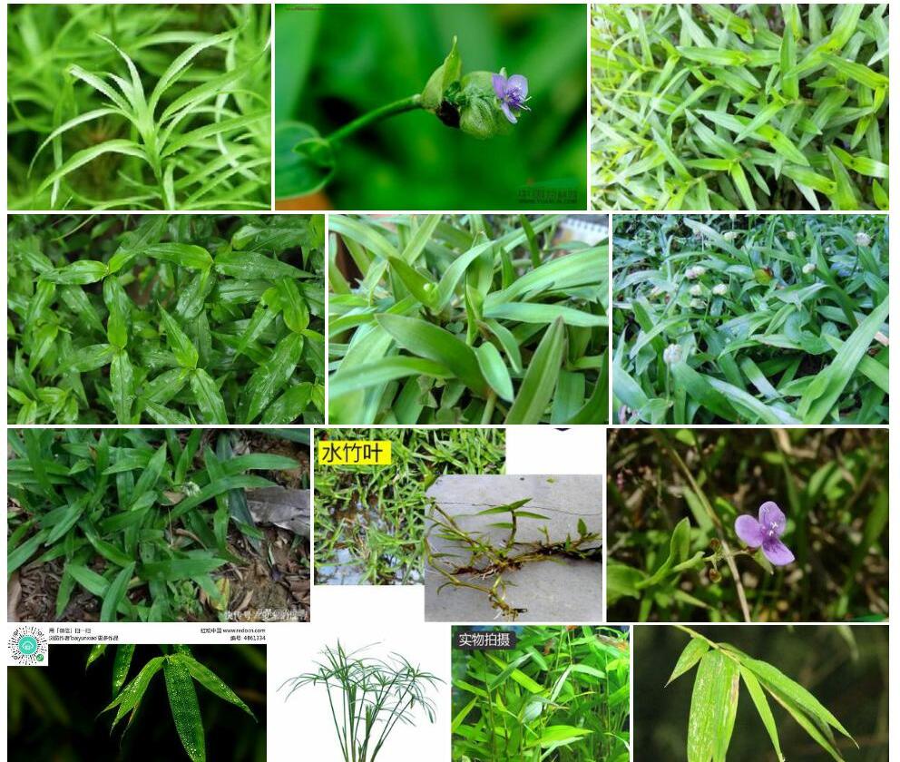 波缘水竹叶照片和图片/