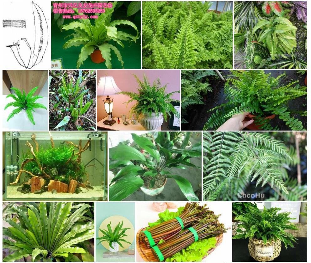 波边蓧蕨照片和图片/