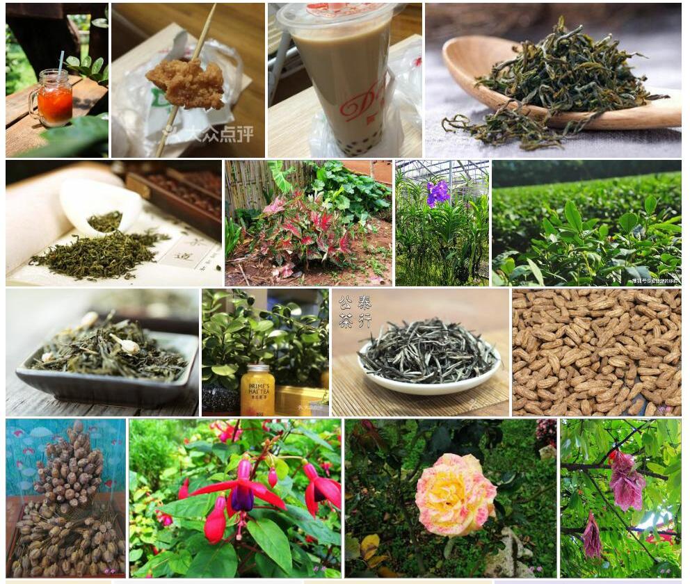 泰北五月茶照片和图片/