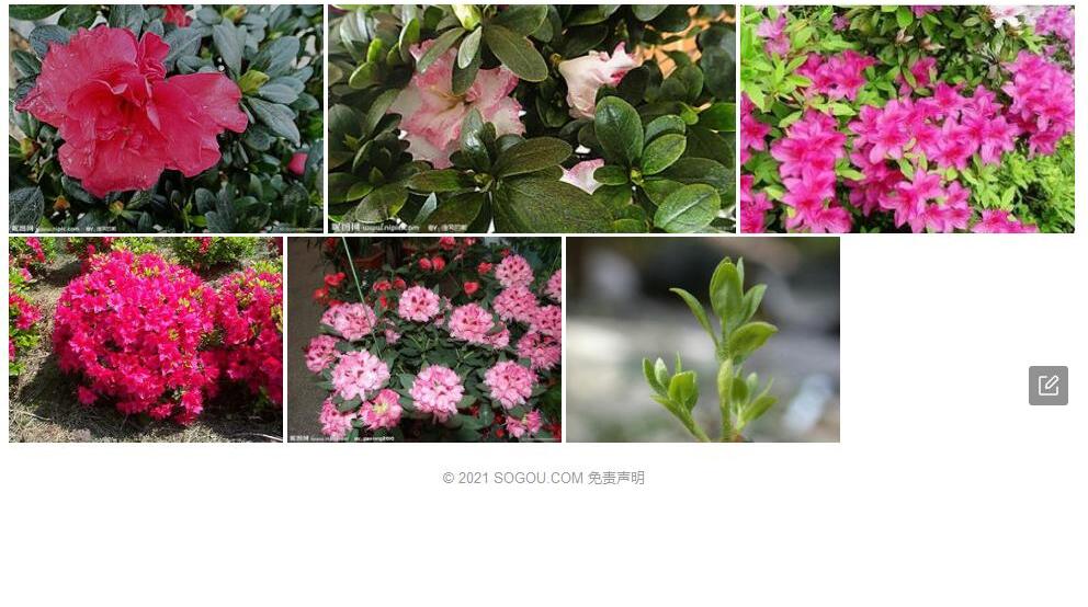 泽库杜鹃照片和图片/