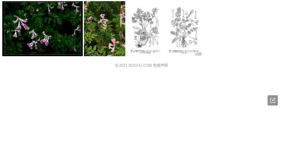 泾源紫堇照片和图片/