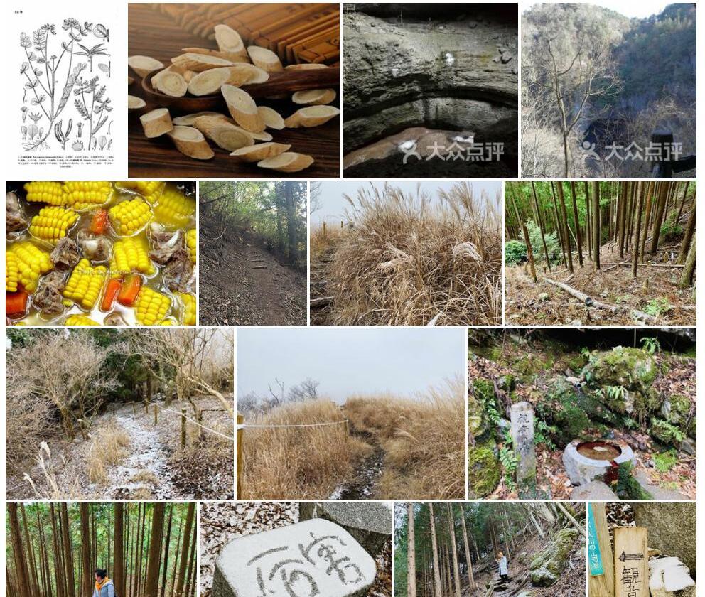 洞川黄耆照片和图片/