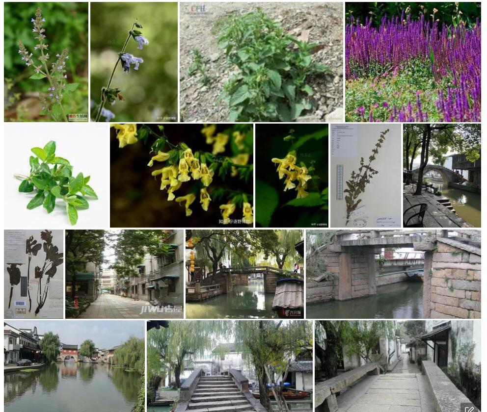 洪桥鼠尾草照片和图片/