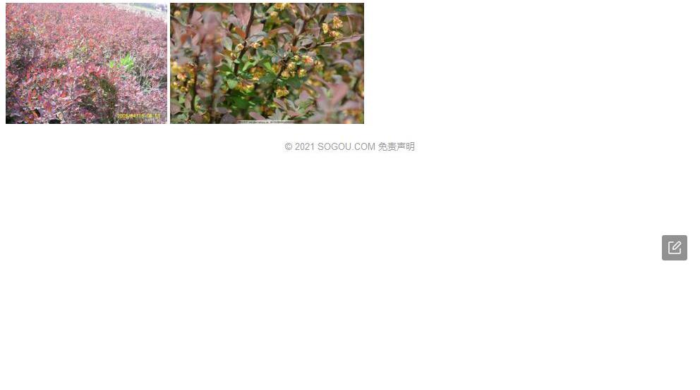 洮河小檗照片和图片/