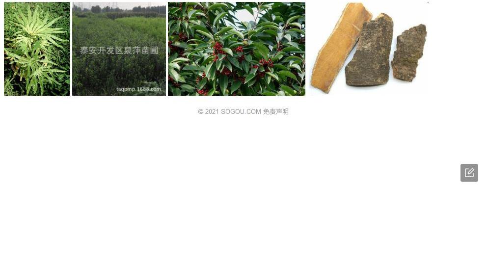 洼皮冬青照片和图片/