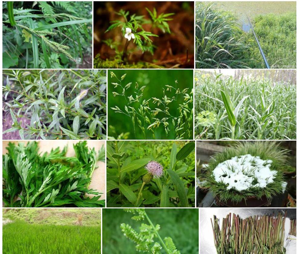 流石薹草照片和图片/