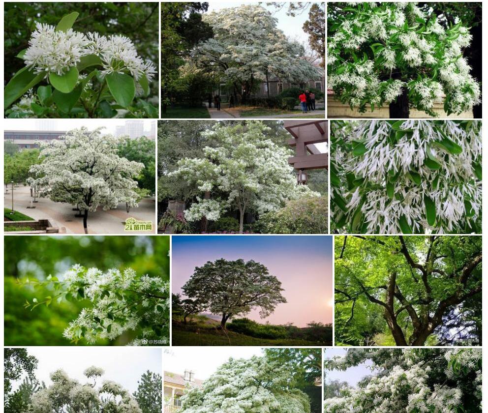 流苏树照片和图片/