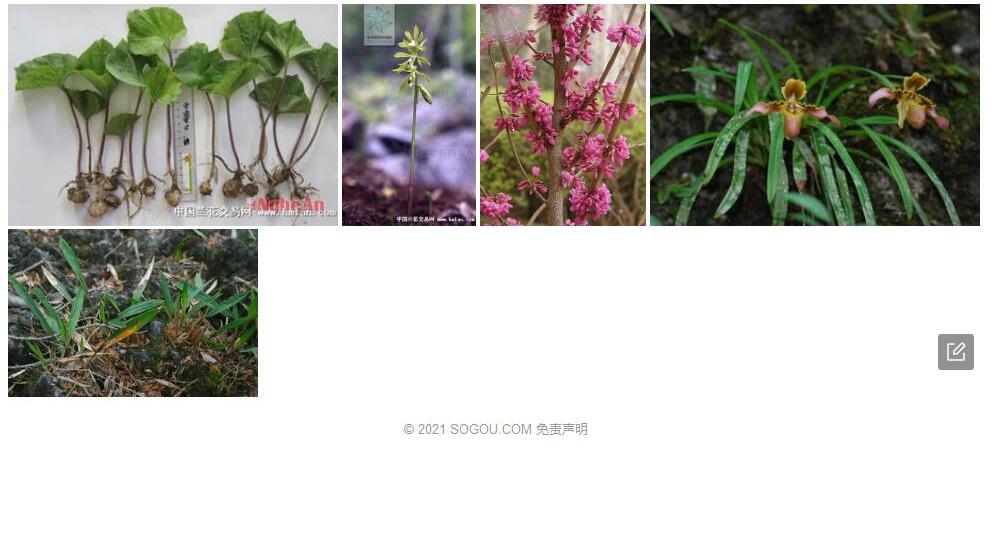 流苏芋兰照片和图片/