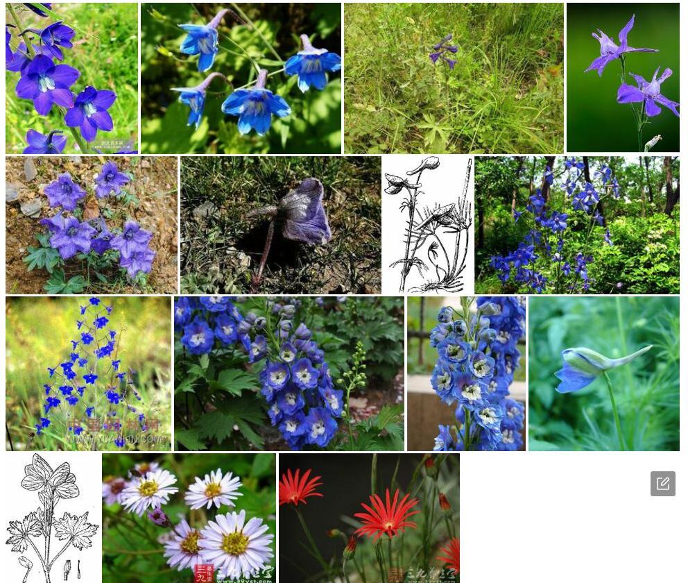 浅裂翠雀花照片和图片/