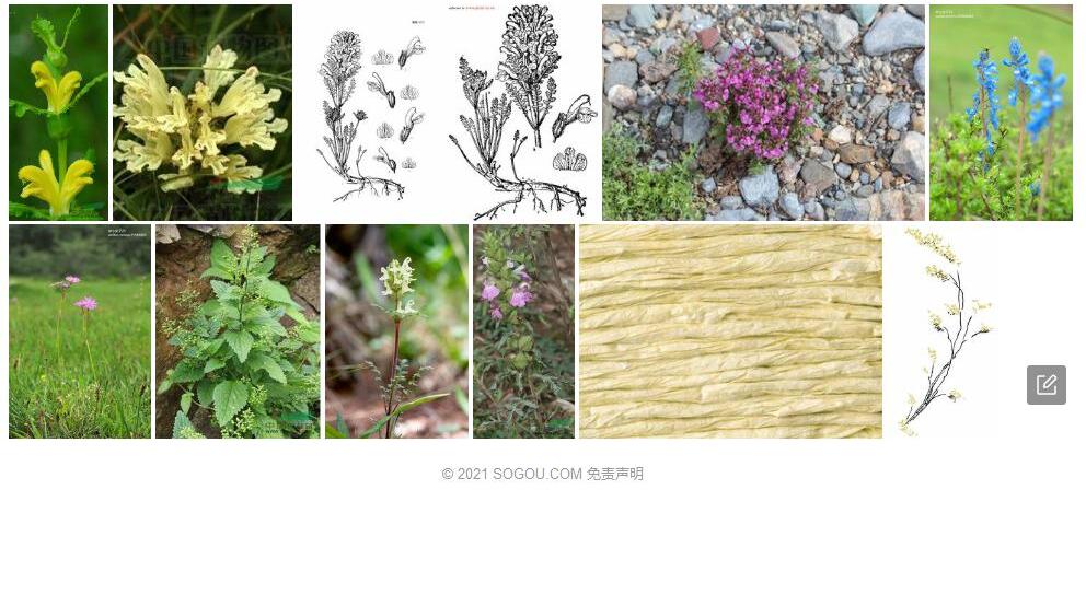 浅黄皱褶马先蒿照片和图片/