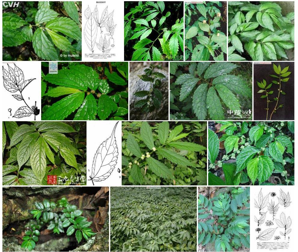浅齿楼梯草照片和图片/