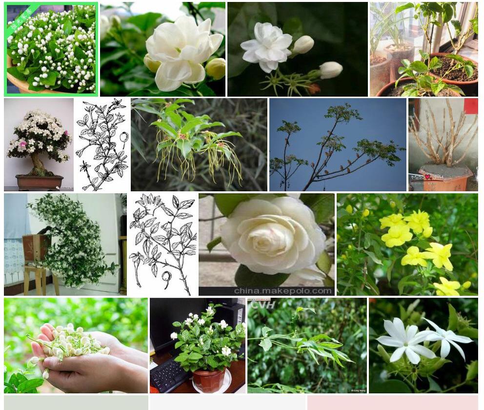 浓子茉莉照片和图片/