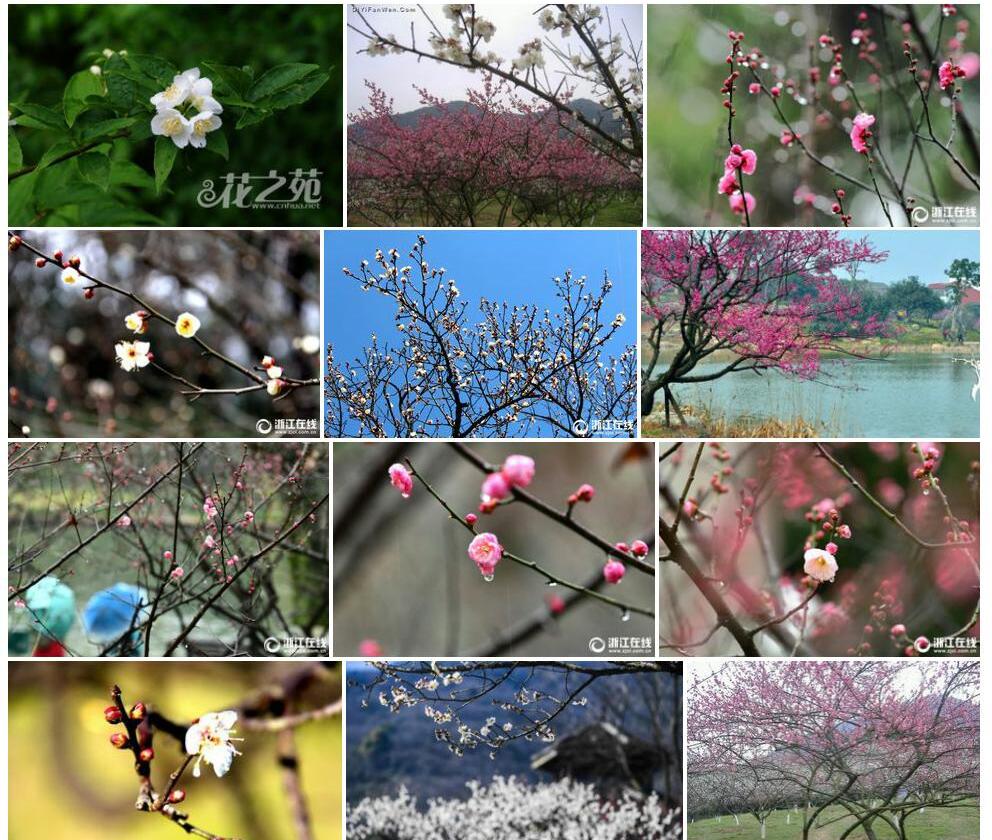 浙江山梅花照片和图片/