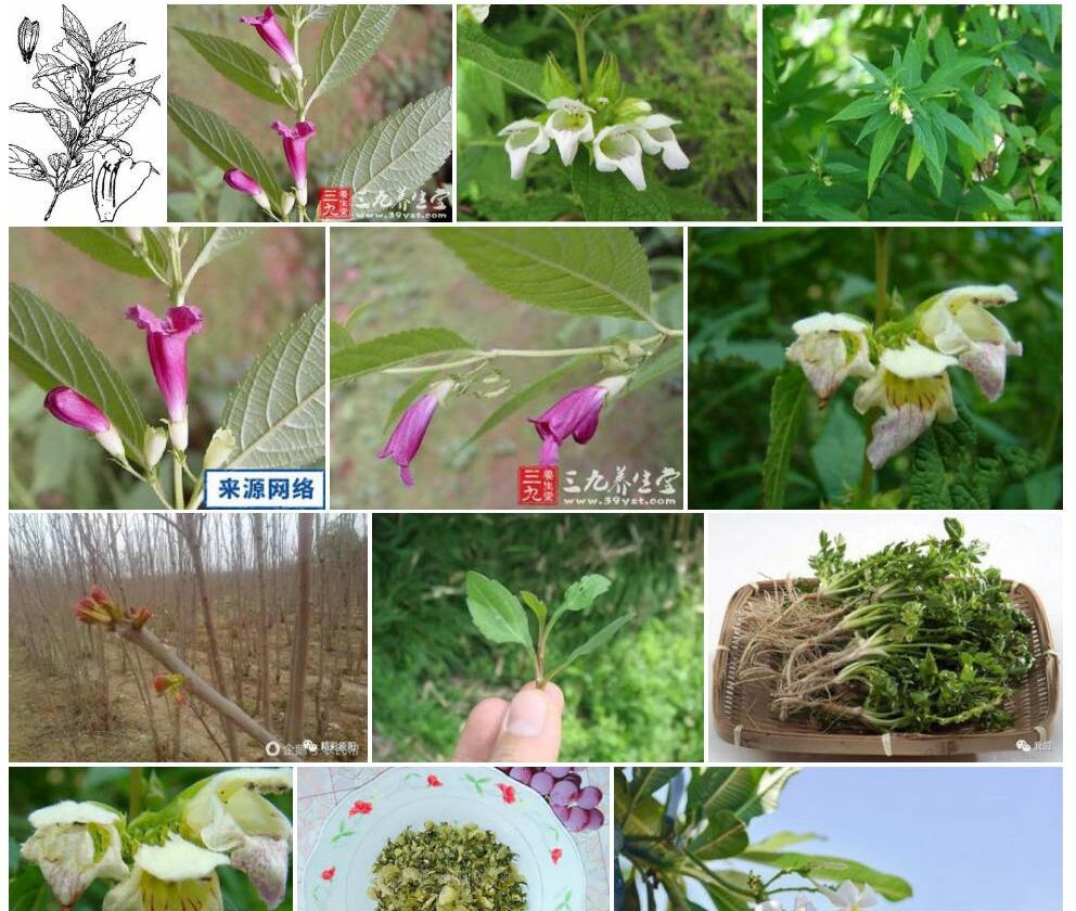 浙江铃子香照片和图片/