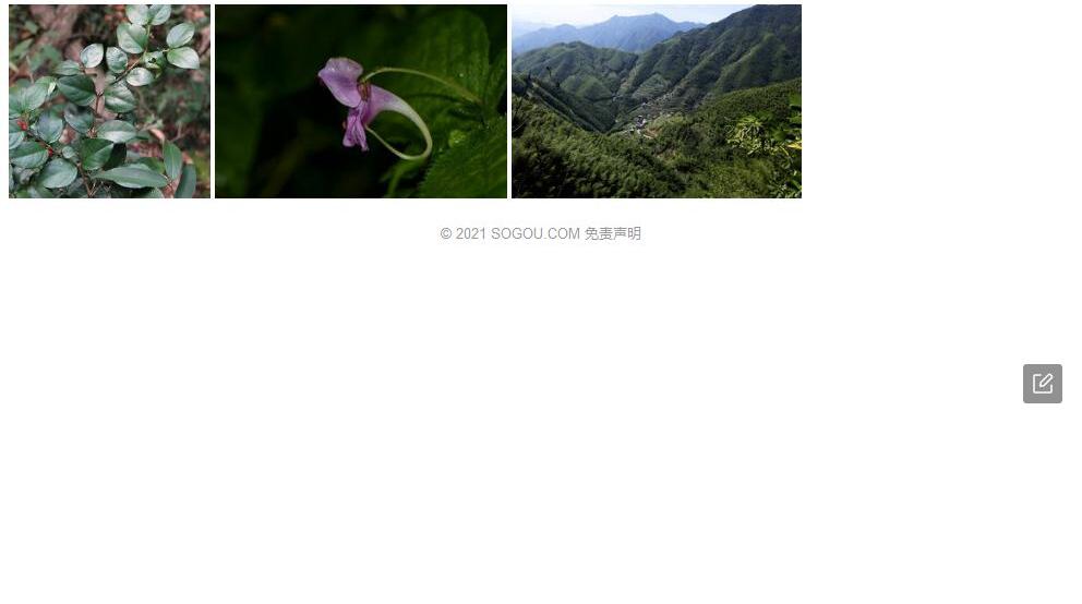 浙皖虎刺照片和图片/