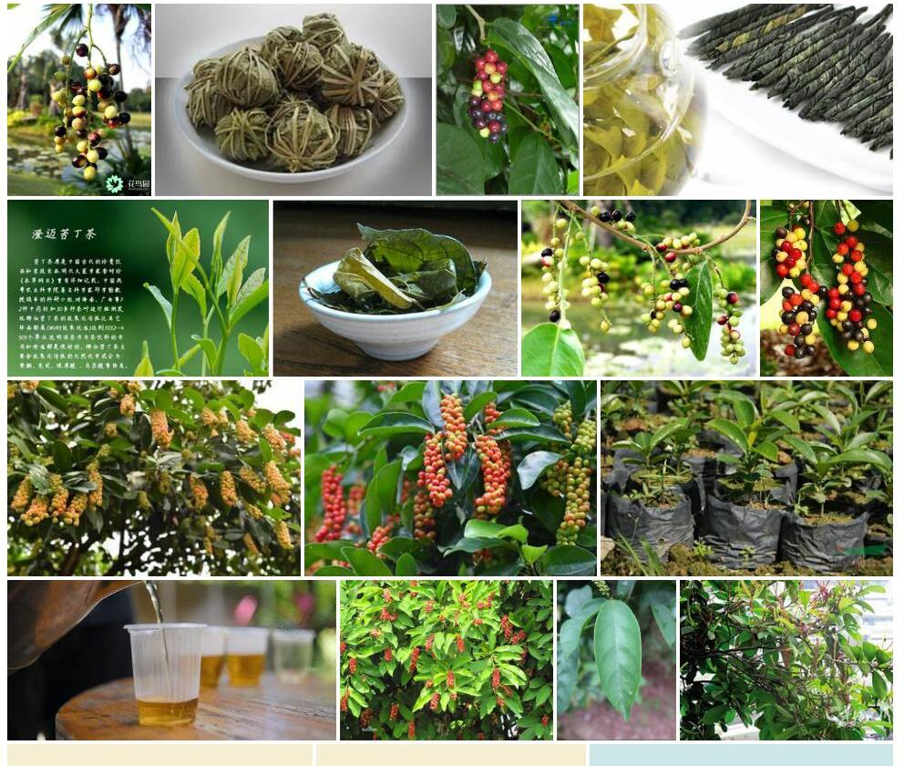 海南五月茶照片和图片/
