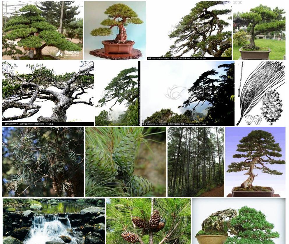 海南五针松照片和图片/