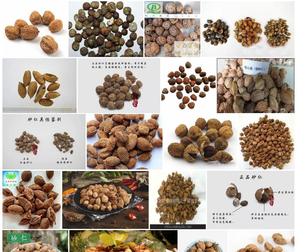 海南假砂仁照片和图片/