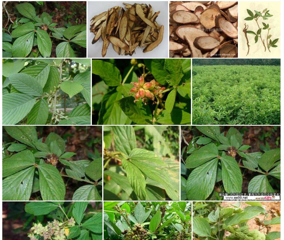 海南千斤拔照片和图片/
