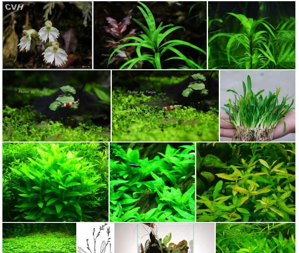 海南叉柱花照片和图片/