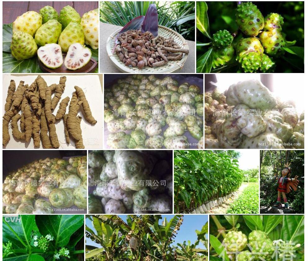 海南巴戟照片和图片/