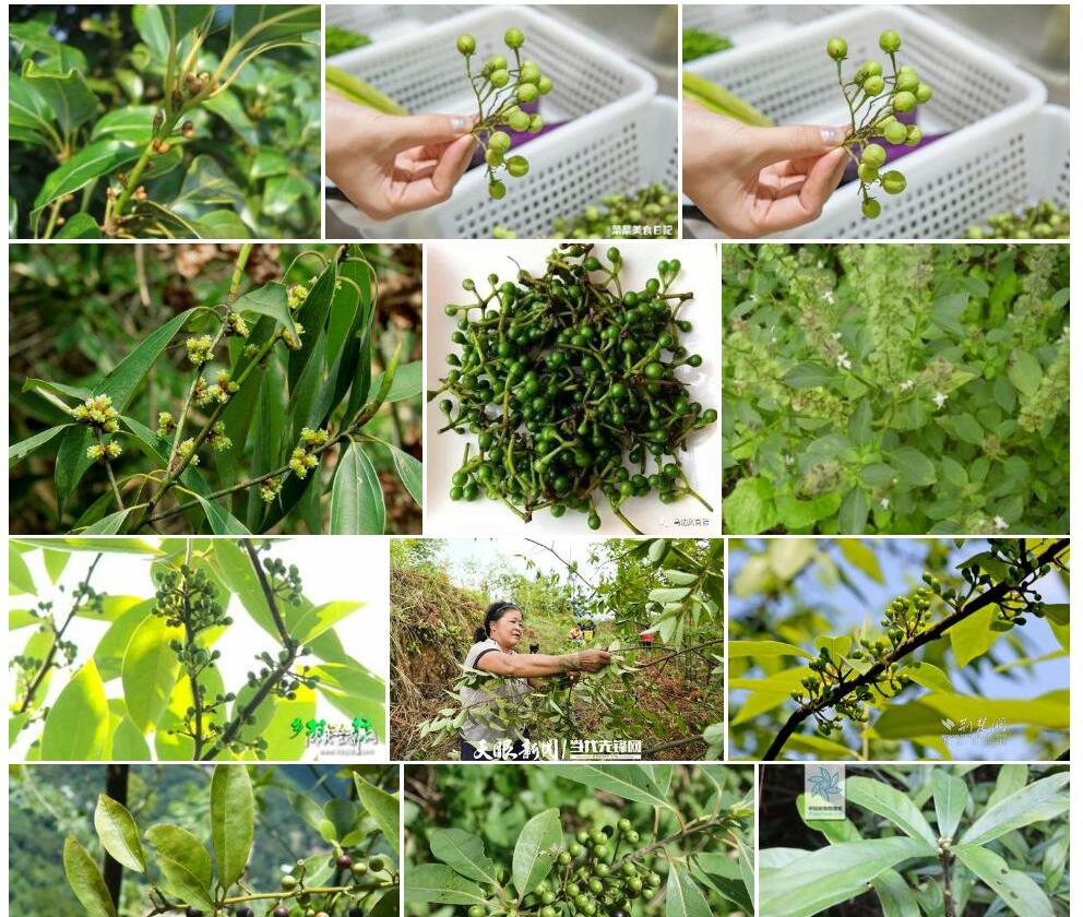海南木姜子照片和图片/