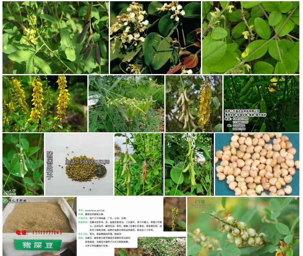 海南猪屎豆照片和图片/