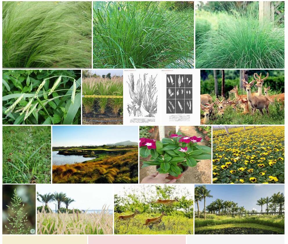 海南画眉草照片和图片/