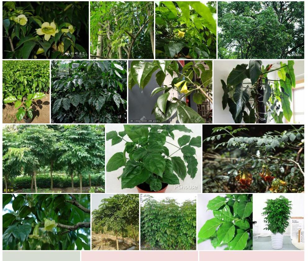 海南菜豆树照片和图片/