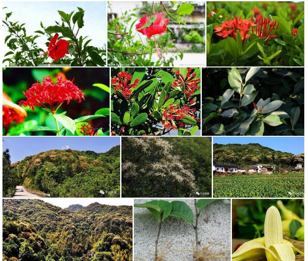 海南锥花照片和图片/