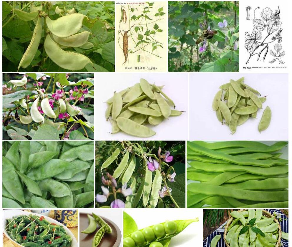 海南镰扁豆照片和图片/