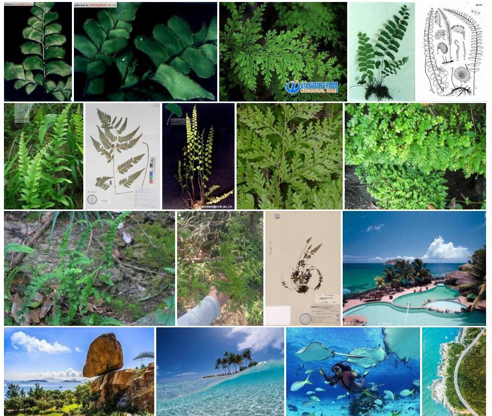 海岛陵齿蕨照片和图片/