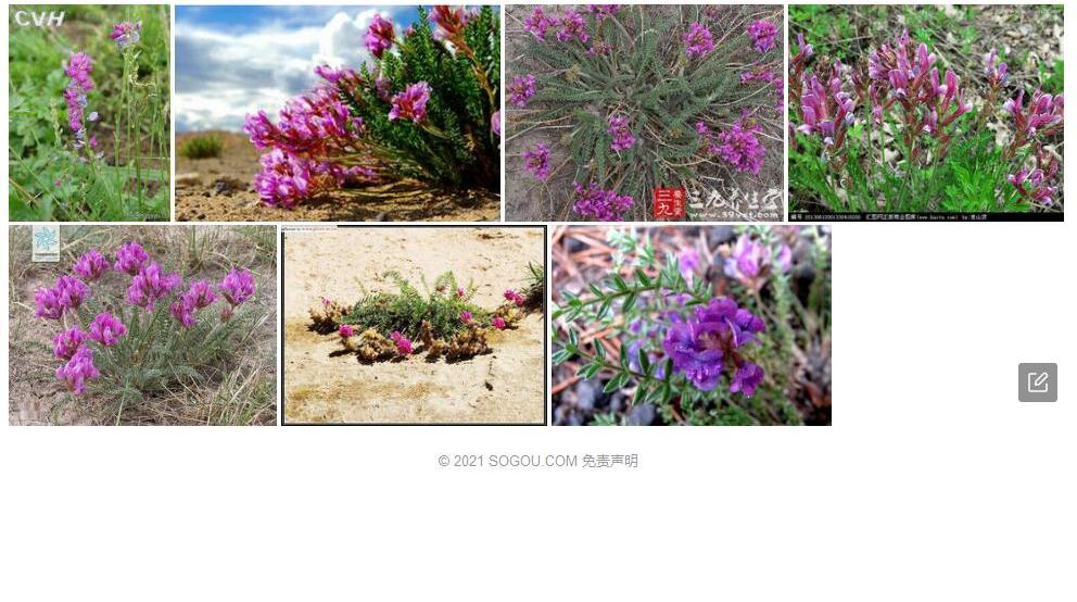 海拉尔棘豆照片和图片/