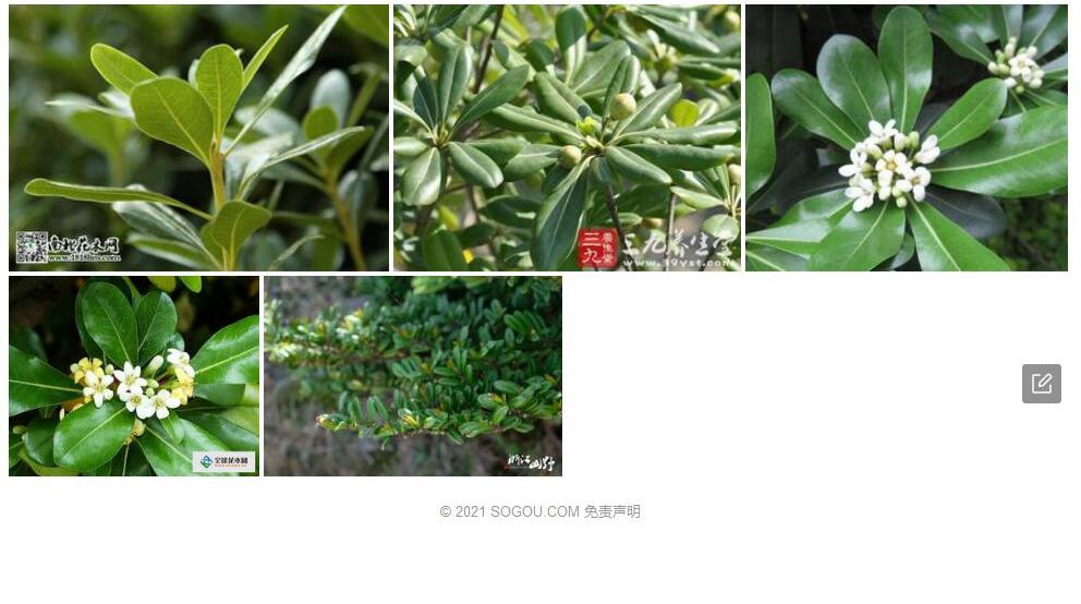 海桐叶柃照片和图片/
