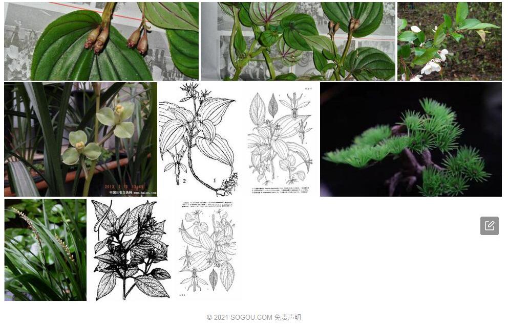 海棠叶蜂斗草照片和图片/