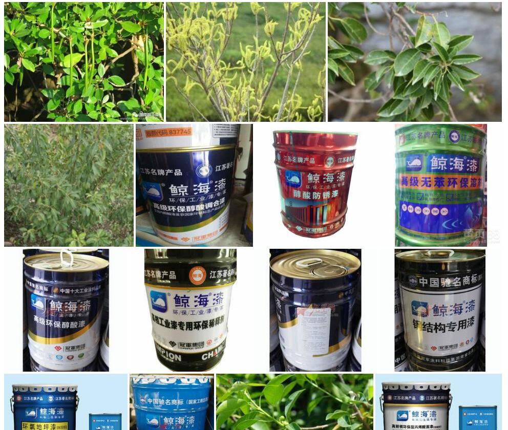 海漆照片和图片/