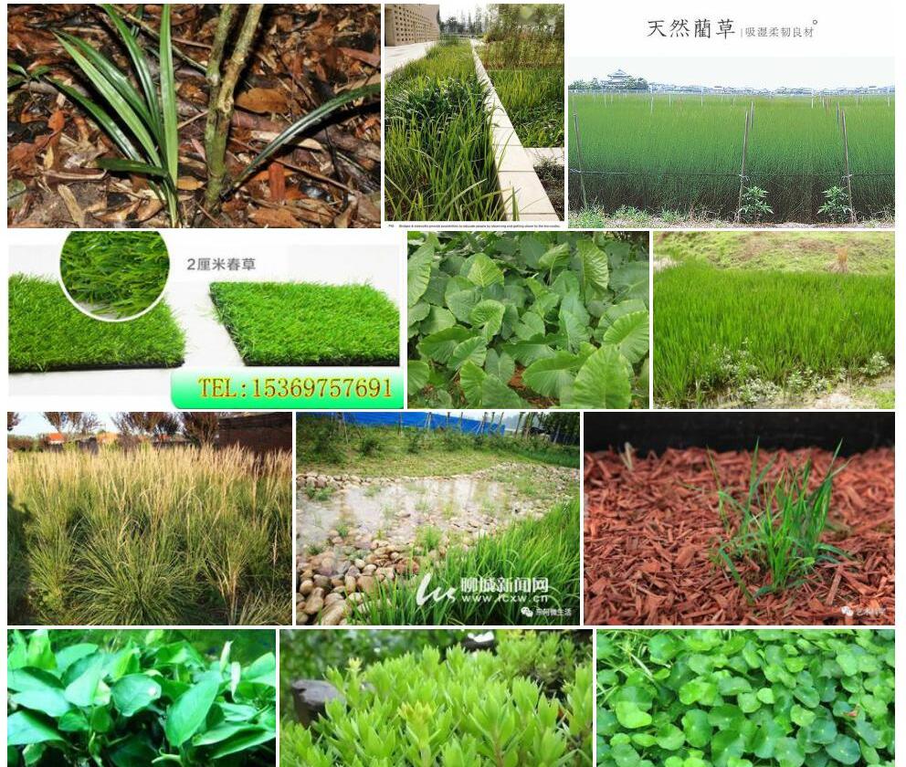 海绵基薹草照片和图片/