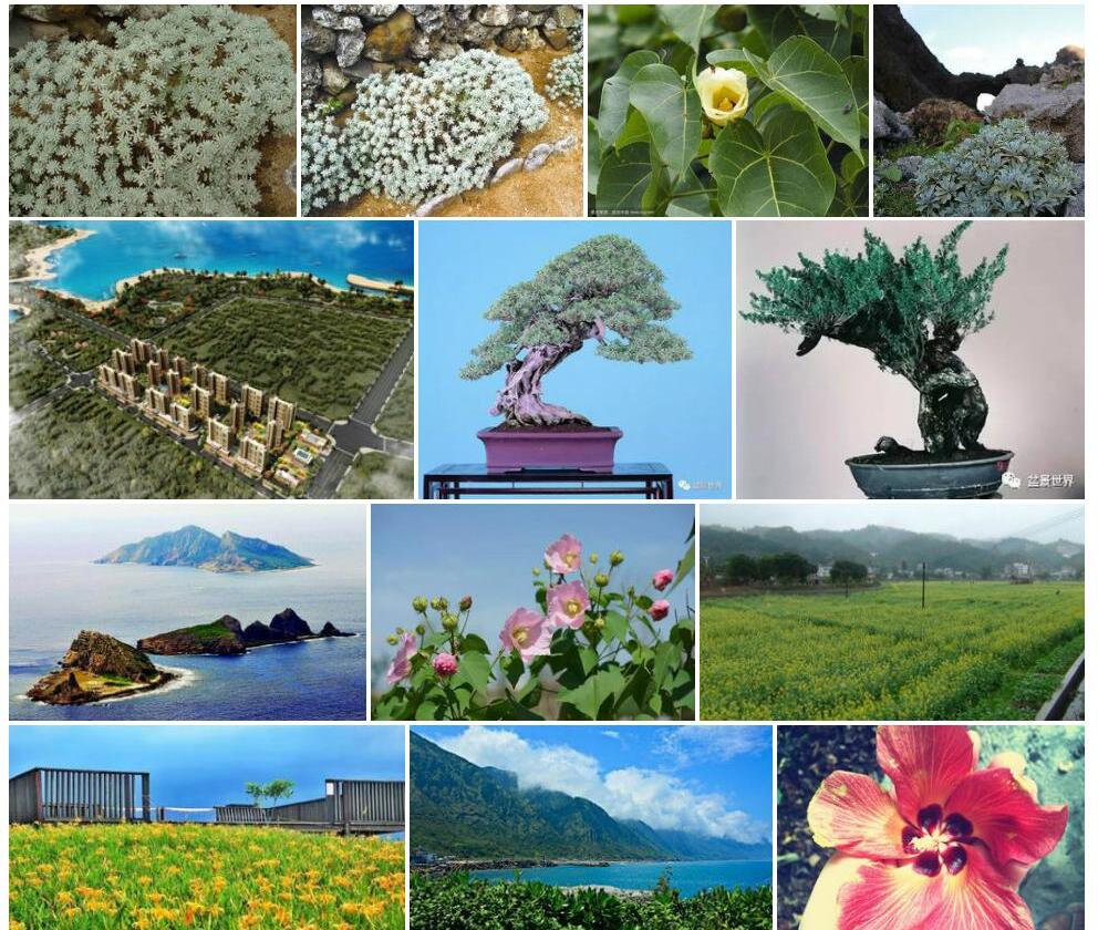 海芙蓉照片和图片/