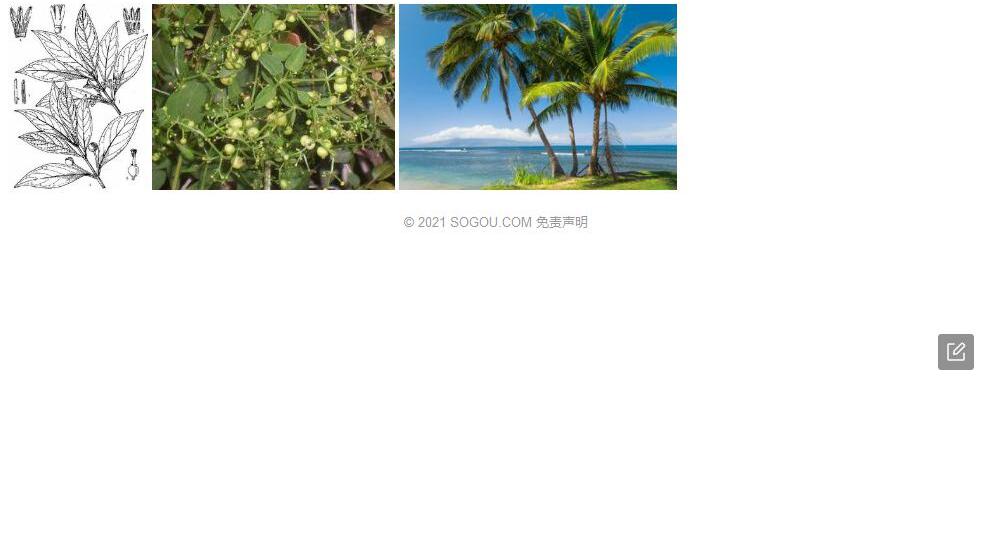 海茜树照片和图片/