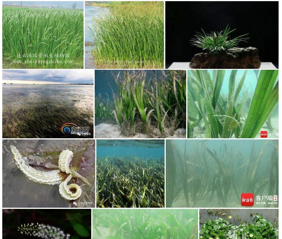 海菖蒲照片和图片/