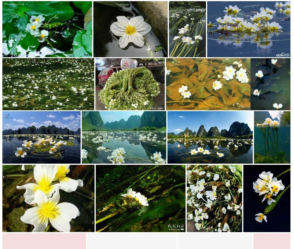 海菜花照片和图片/