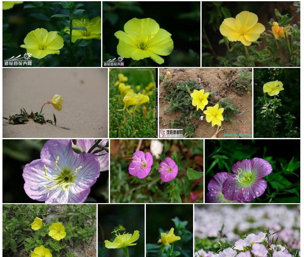 海边月见草照片和图片/