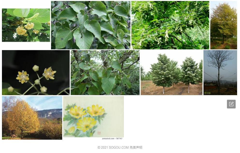 淡灰椴照片和图片/