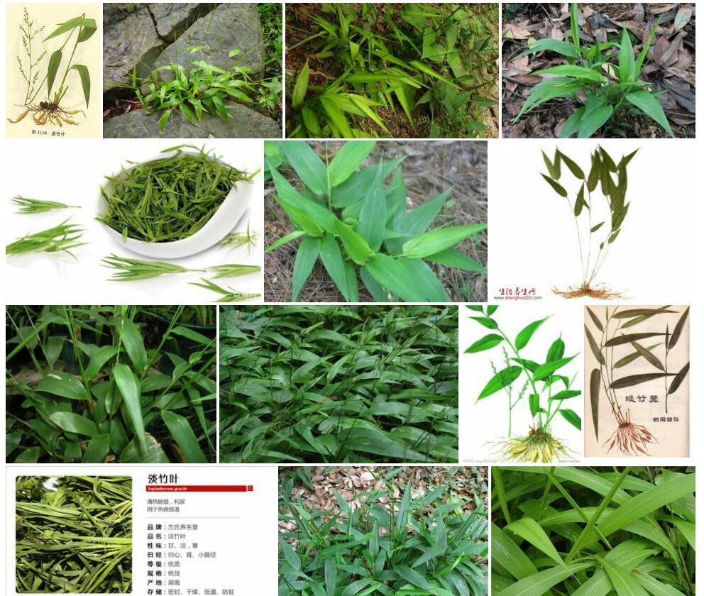 淡竹叶照片和图片/