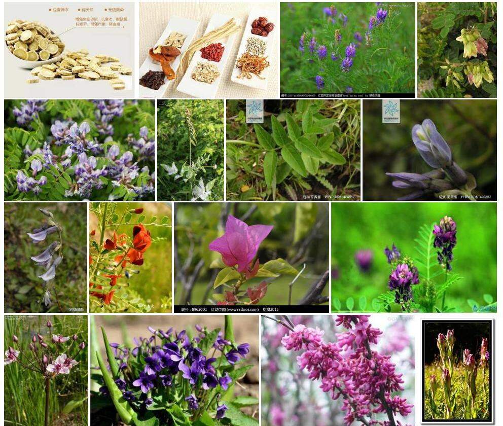 淡紫花黄耆照片和图片/